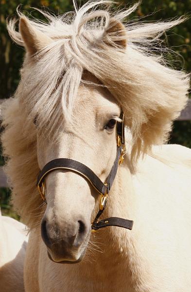 Ljoska von Heidmoor e.jpg